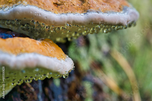 A mushroom tinder with the Latin name Fomitopsis pinicola in the autumn forest photo