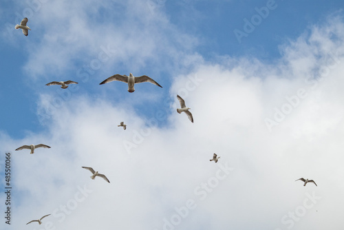 Seagulls hovering over the River Thames in London    