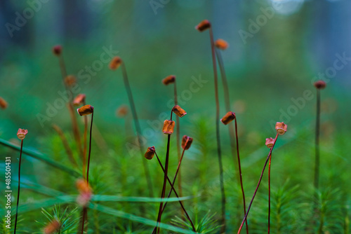 A Macro photo of moss sporophytes in the forest, shallow depth of field, beautiful soft bokeh © AdobeTim82
