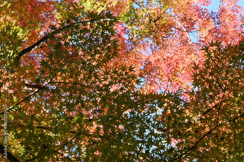 紅葉したもみじ 紅葉したもみじ