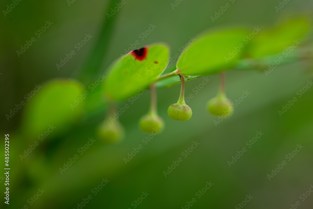 Close-up Phyllanthus ussuriensis Rupr et Maxim fruits and leaves. Close-up Phyllanthus ussuriensis Rupr et Maxim fruits and leaves.