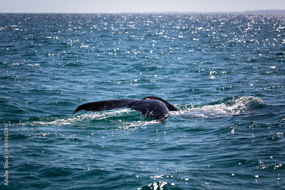 The tail of a humpback whale in the blue water of the coast of Australia The tail of a humpback whale in the blue water of the coast of Australia