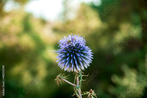 Vertical shot of a bee pollinating the echinops flower  Selective focus flower