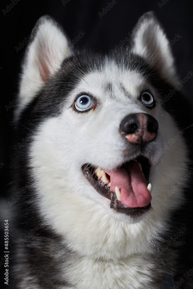Siberian husky dog face on black background. Siberian husky dog face on black background.