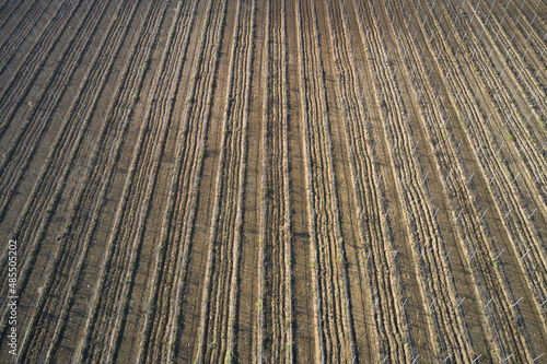 Plowed land for planting grapes top view. Brown plantation vineyard aerial view. Texture of brown rows of vineyard in Italy. Rows of a young vineyard aerial view.
