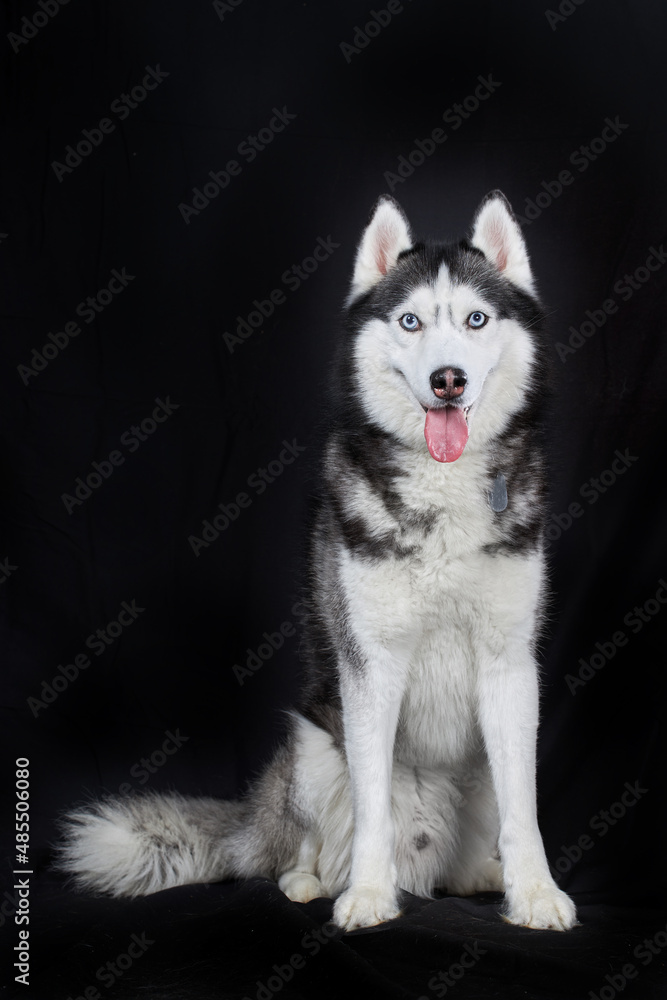 Studio portrait on black background smiling Siberian husky dog with blue eyes.