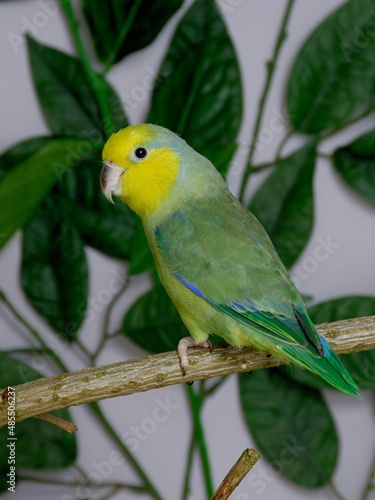 Gelbmasken-Sperlingspapagei (Forpus xanthops) in der Voliere.