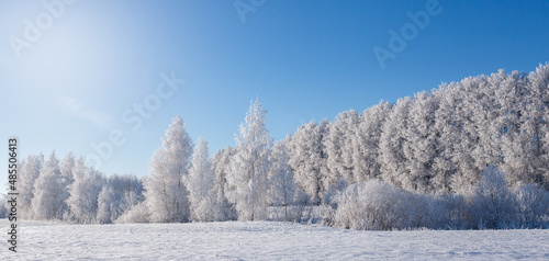 Branches of trees covered with frost on a background of blue sky