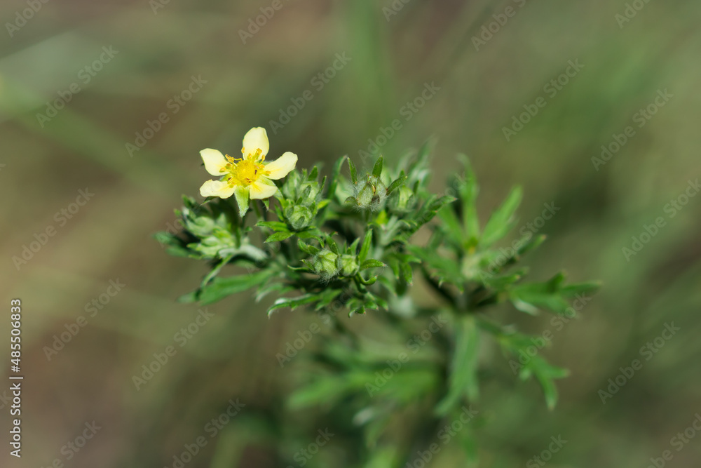 The sulphur cinquefoil (lat. Potentilla recta), of the family Rosaceae. Central Russia. The sulphur cinquefoil (lat. Potentilla recta), of the family Rosaceae. Central Russia.