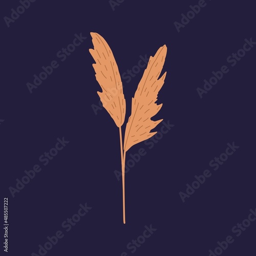 Pampas grass, dry feathered field plant with plumes, panicles on stems. Decorative wild Cortaderia selloana. Modern pretty flora. Isolated botanical flat vector illustration