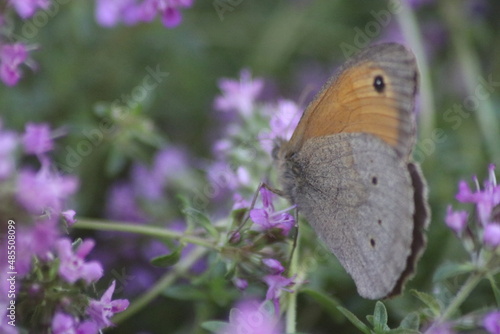 Schmetterling