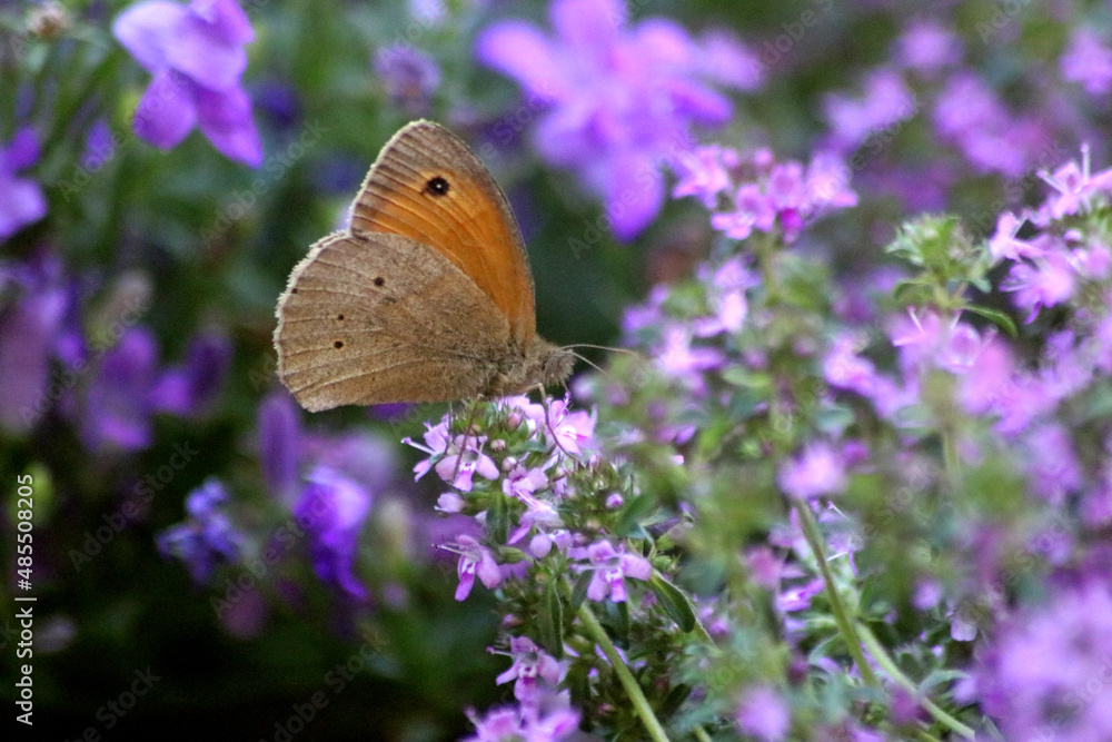 Fototapeta premium Schmetterling