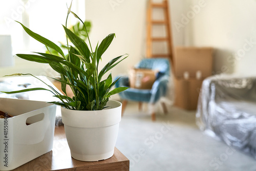 Empty flat with carton boxes and green plant on the foreground
