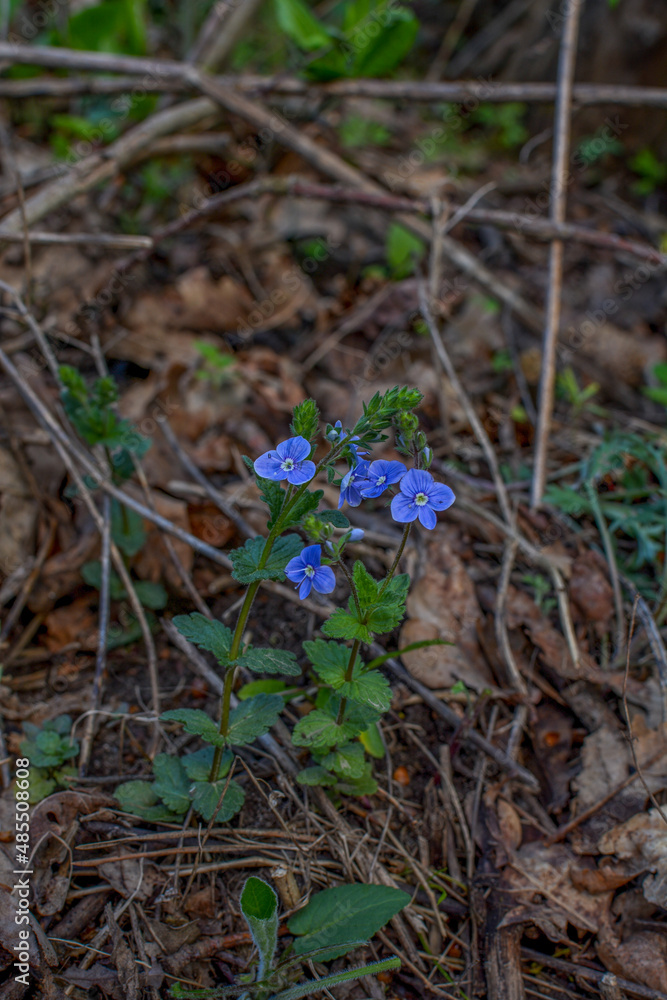 flowers and foliage of germander speedwell flowers and foliage of germander speedwell