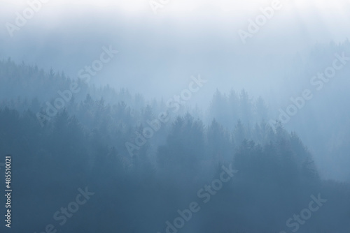 Des forêts de sapins à contre-jour dans le Morvan © shocky