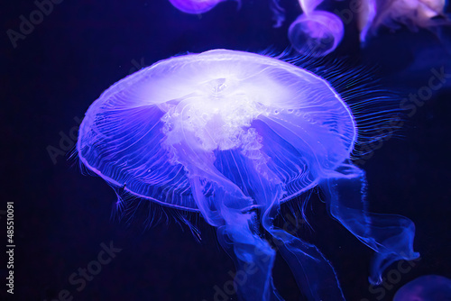 Moon Jellyfish floating in fluorescent aquarium. Moon Jellyfish is an Aurelia aurita species living in tropical waters of the Indian, Pacific and Atlantic oceans. © bennymarty
