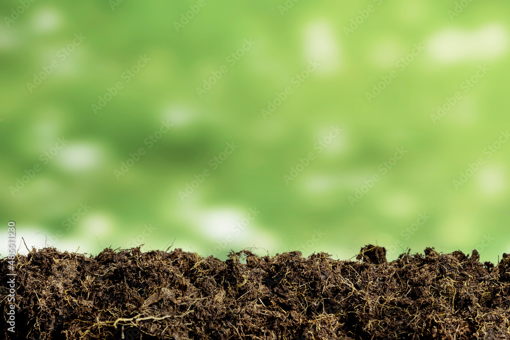 Fototapeta premium Green seedling growing on the ground in the rain