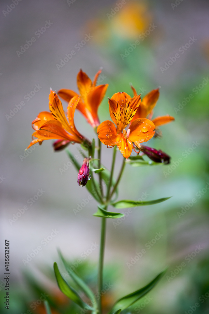 Close-Up of Orange Peruvian Lily Flower With Water Drops Close-Up of Orange Peruvian Lily Flower With Water Drops