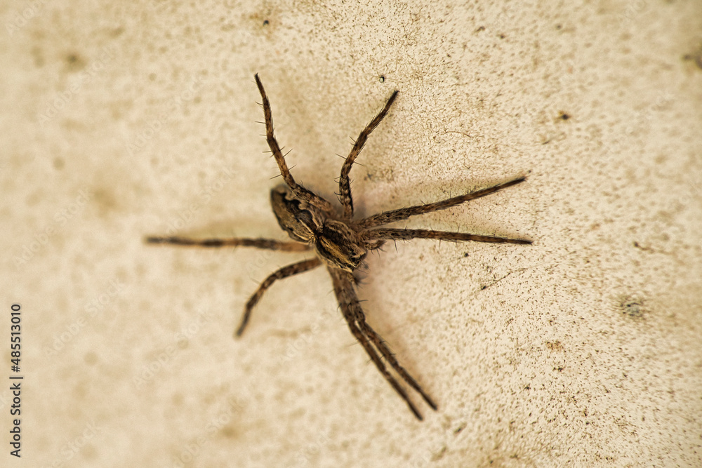 Pisaura mirabilis garden spider in brown. long legs, Nursery web spider. Focus on spider, stone background