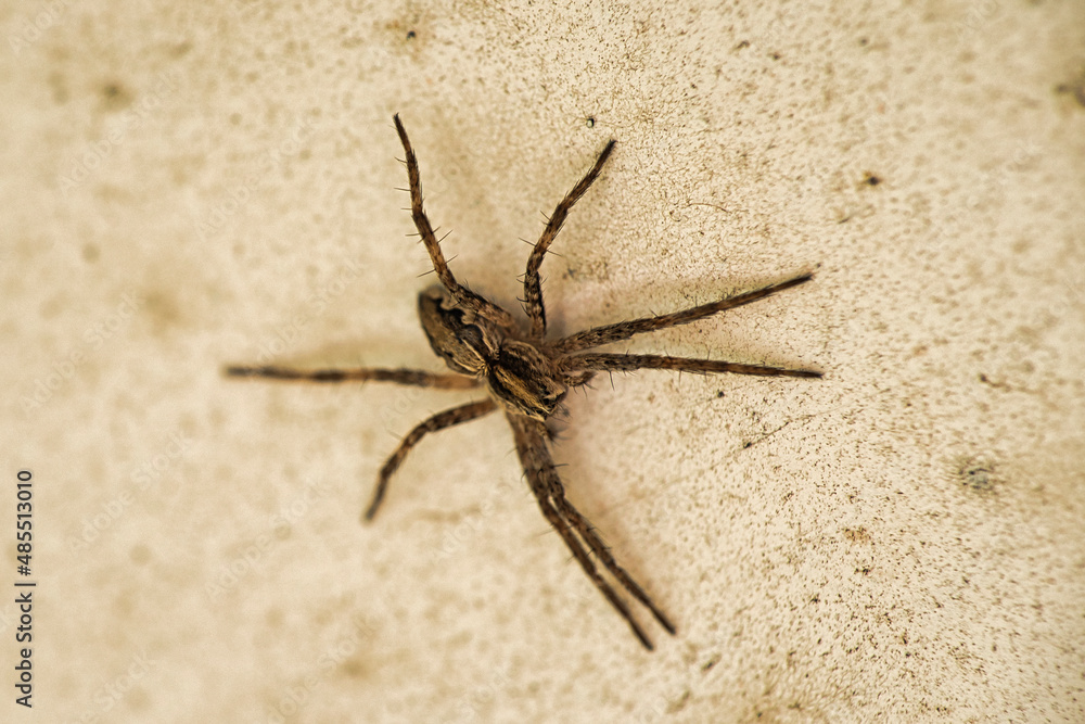 Pisaura mirabilis garden spider in brown. long legs, Nursery web spider. Focus on spider, stone background Pisaura mirabilis garden spider in brown. long legs, Nursery web spider. Focus on spider, stone background
