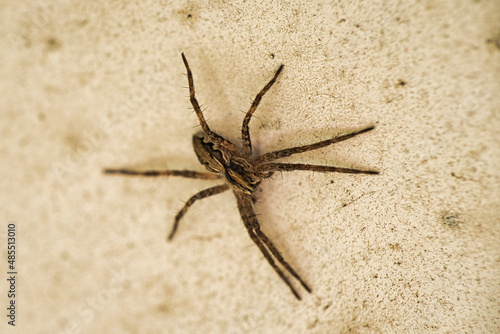 Pisaura mirabilis garden spider in brown. long legs, Nursery web spider. Focus on spider, stone background © AdobeTim82