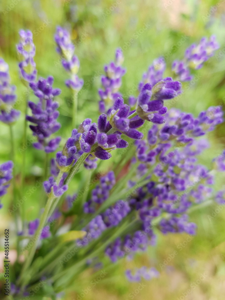 Obraz premium Blurry photo. A bouquet of wild lavender and fragrant herbs on a sunny summer day.