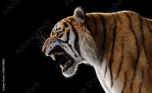 Fotografie Tiger roar portrait on black