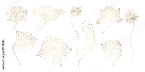 Golden line lotus. Gold sketch bloom flowers, unique flowers design. Beautiful decorative art lotuses, chinese or indian luxury symbols, nowaday vector set