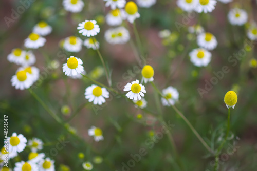 Chamomile plant in bloom. 