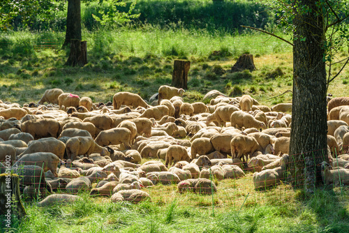 Schafherde im Gehege im lichten Wald  photo