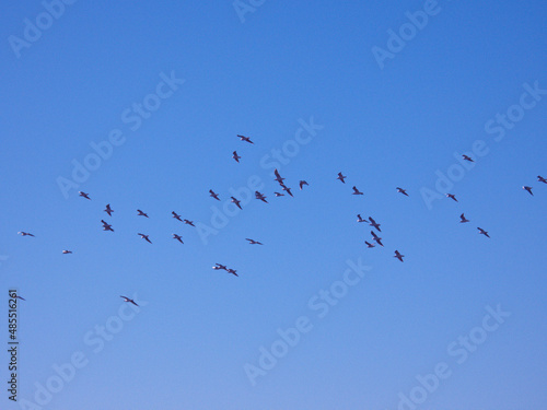 ptaki mewy lot zwierzęta niebo 