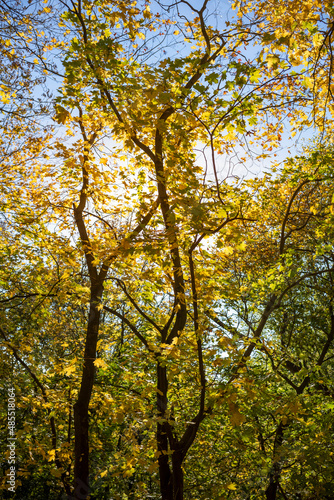 Blick in eine Baumkrone. Herbstsonne blauer Himmel. Gelbe Blätter. Herbststimmung. 
