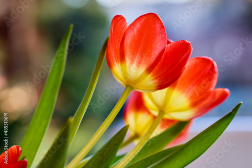 close up image with a red tulip in blur  dof.