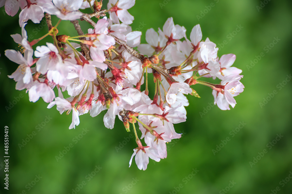 Obraz premium 桜の花 春のイメージ