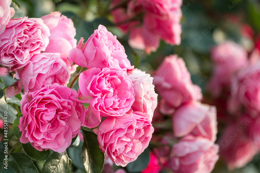 Fototapeta premium バラの花 屋外撮影 初夏のイメージ
