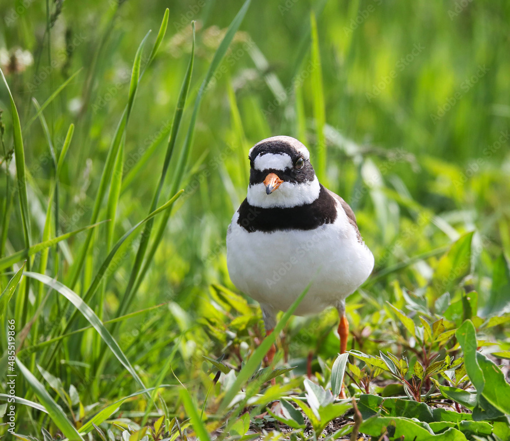 Obraz premium Wader, nesting along the banks of rivers, lakes and seas in northern Eurasia, mainly in the Arctic zone.