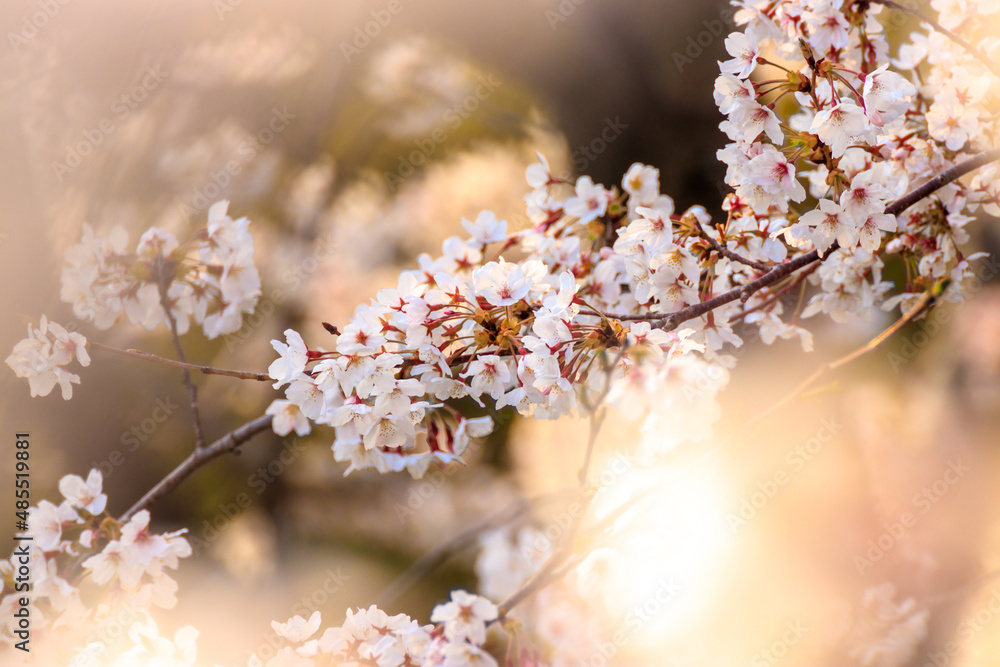 Fototapeta premium 桜の花 春のイメージ