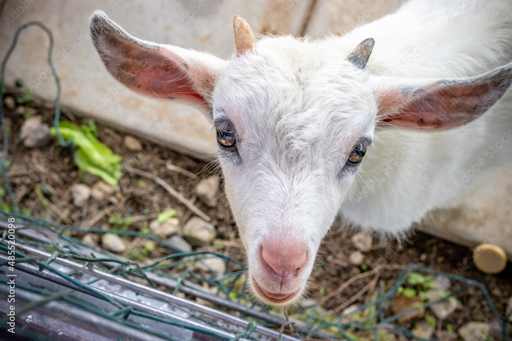 Obraz premium ヤギのポートレート