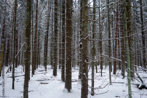 Winter forest covered with snow.