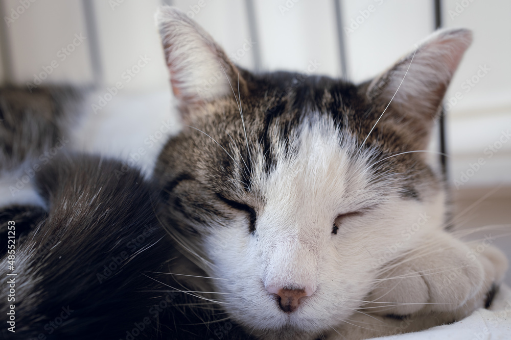 Fototapeta premium Gato dormindo. Felino descansando.