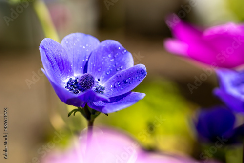 アネモネの花　春のイメージ