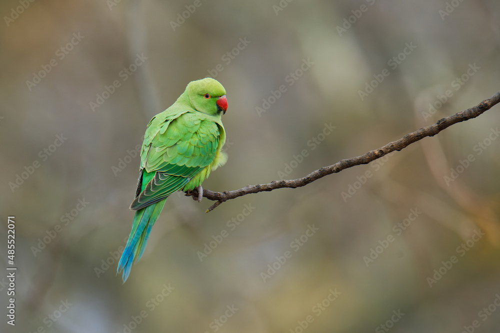 The rose-ringed parakeet (Psittacula krameri), also known as the ring-necked parakeet, is a medium-sized parrot. Beautiful colourful green parrot, cute parakeets perched on a branch. The rose-ringed parakeet (Psittacula krameri), also known as the ring-necked parakeet, is a medium-sized parrot. Beautiful colourful green parrot, cute parakeets perched on a branch.