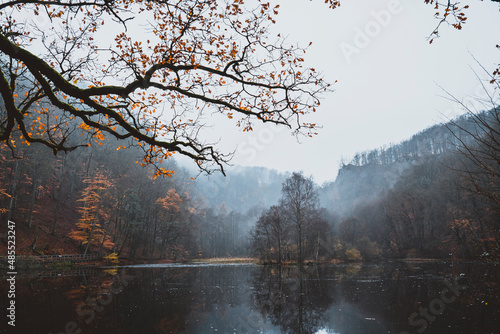 cold, foggy autumn day in the forest