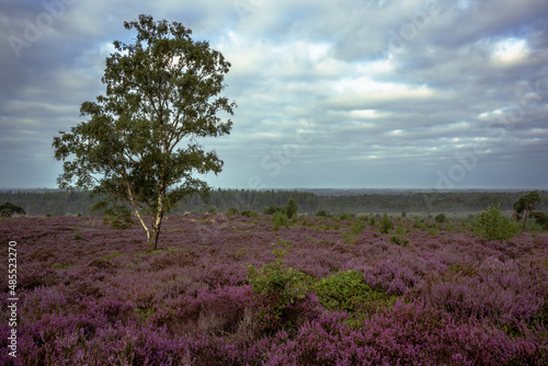 A lonely tree stands in the middle of the purple heather on top of a hill in the Netherlands