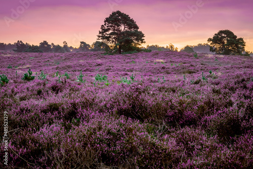 Beautiful purple heather full of cobwebs during the sunrise in the Netherlands
