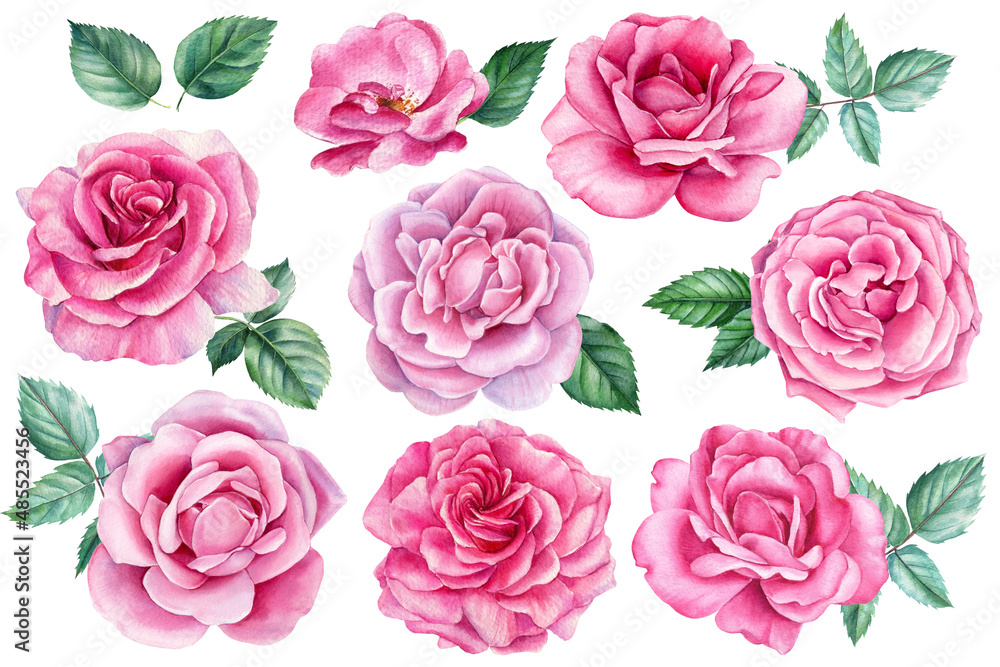 Set of beautiful flowers. Roses, buds and leaves on a white background, watercolor painting, floral elements