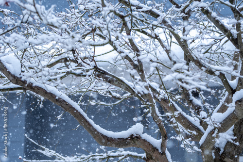 枝に積もる雪　冬のイメージ © TOMO