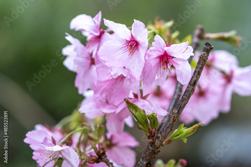 桜の花　春のイメージ