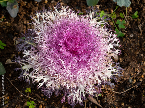 キャベツのようなピンクの花