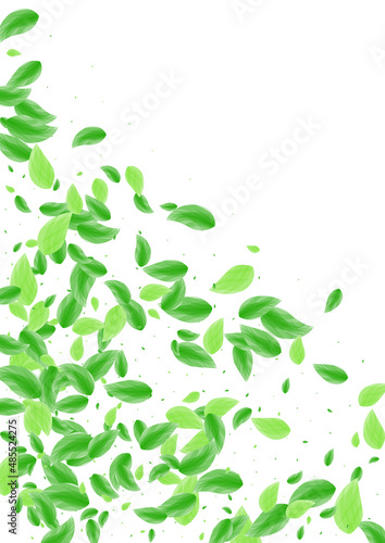 Greenish Sheet Background White Vector. Leaf Banner Design. Bio Card. Light Green Simple Texture. Vegetation Peaceful.